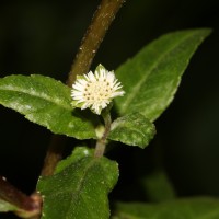 <i>Eclipta prostrata</i>  (L.) L.